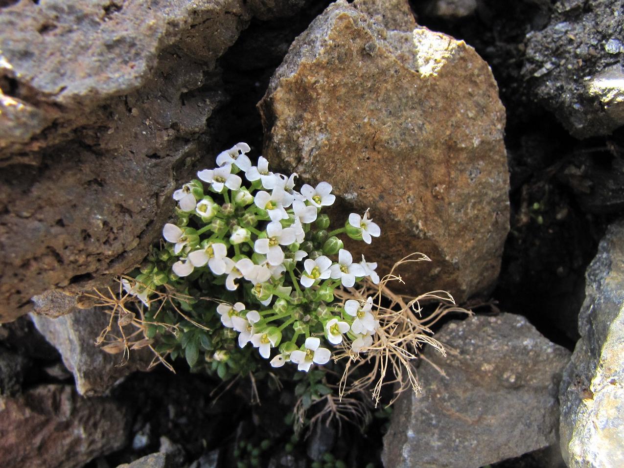 Sentieri ferrati, sentieri fioriti: i fiori dell''Albiolo